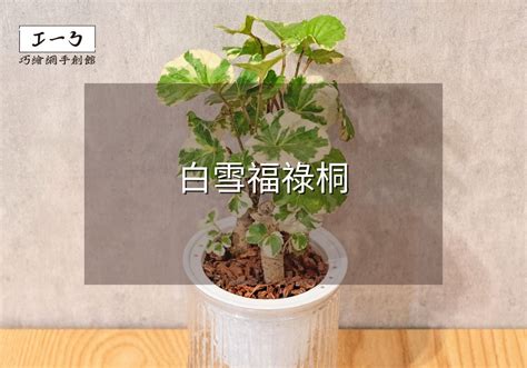 白雪福祿桐風水|福祿桐風水指南：招財旺運的植物風水秘訣 